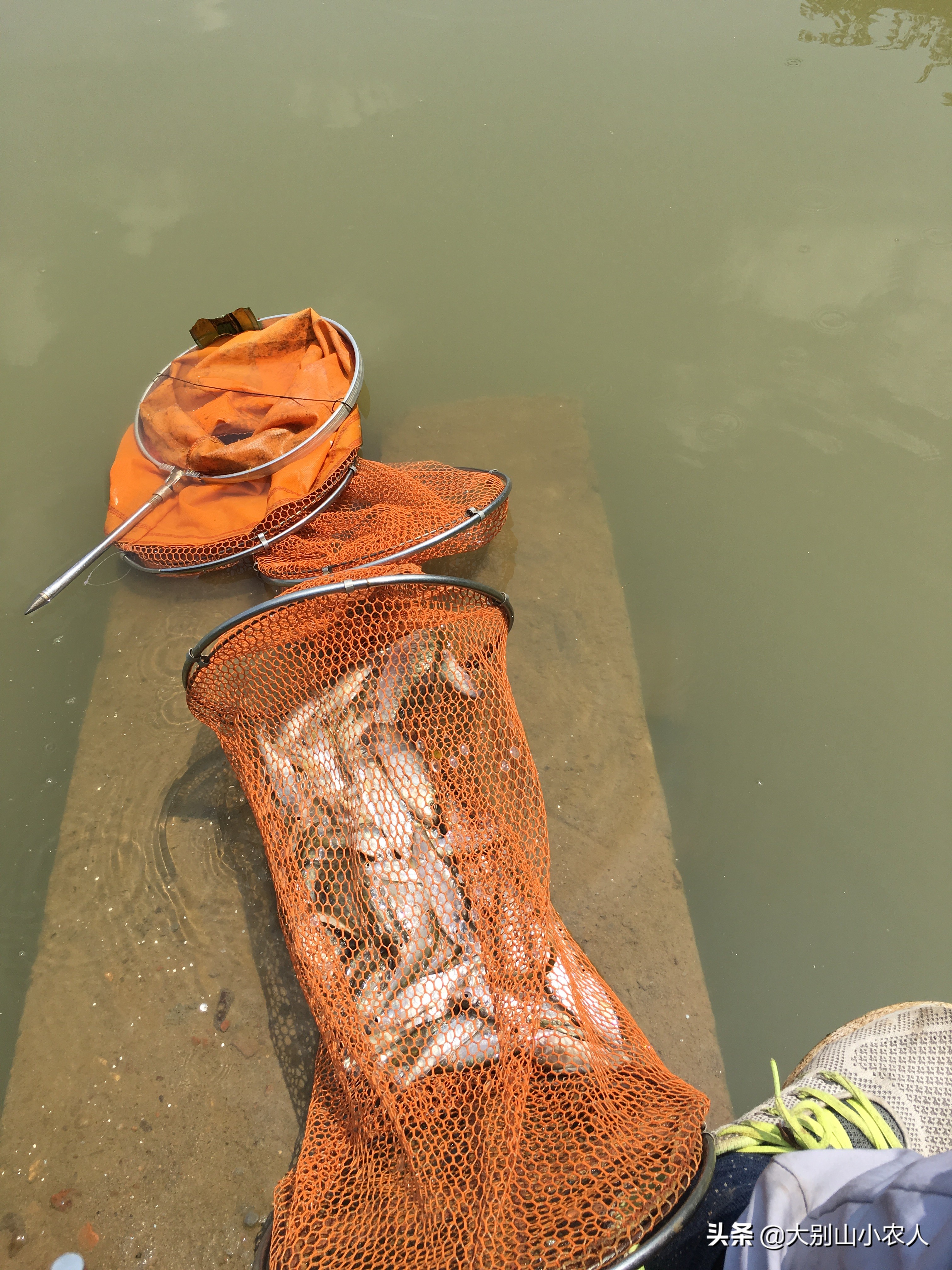 野钓翘嘴的正确方法与技巧,池塘浅水钓翘嘴最好方法