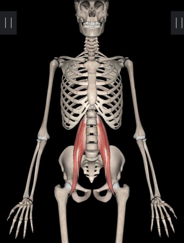 不懂拉伸就不懂健身,拉伸髂腰肌的正确要领