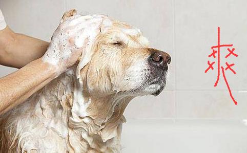狗狗不爱干净经常洗澡怎么办,狗狗不爱洗澡怎么办