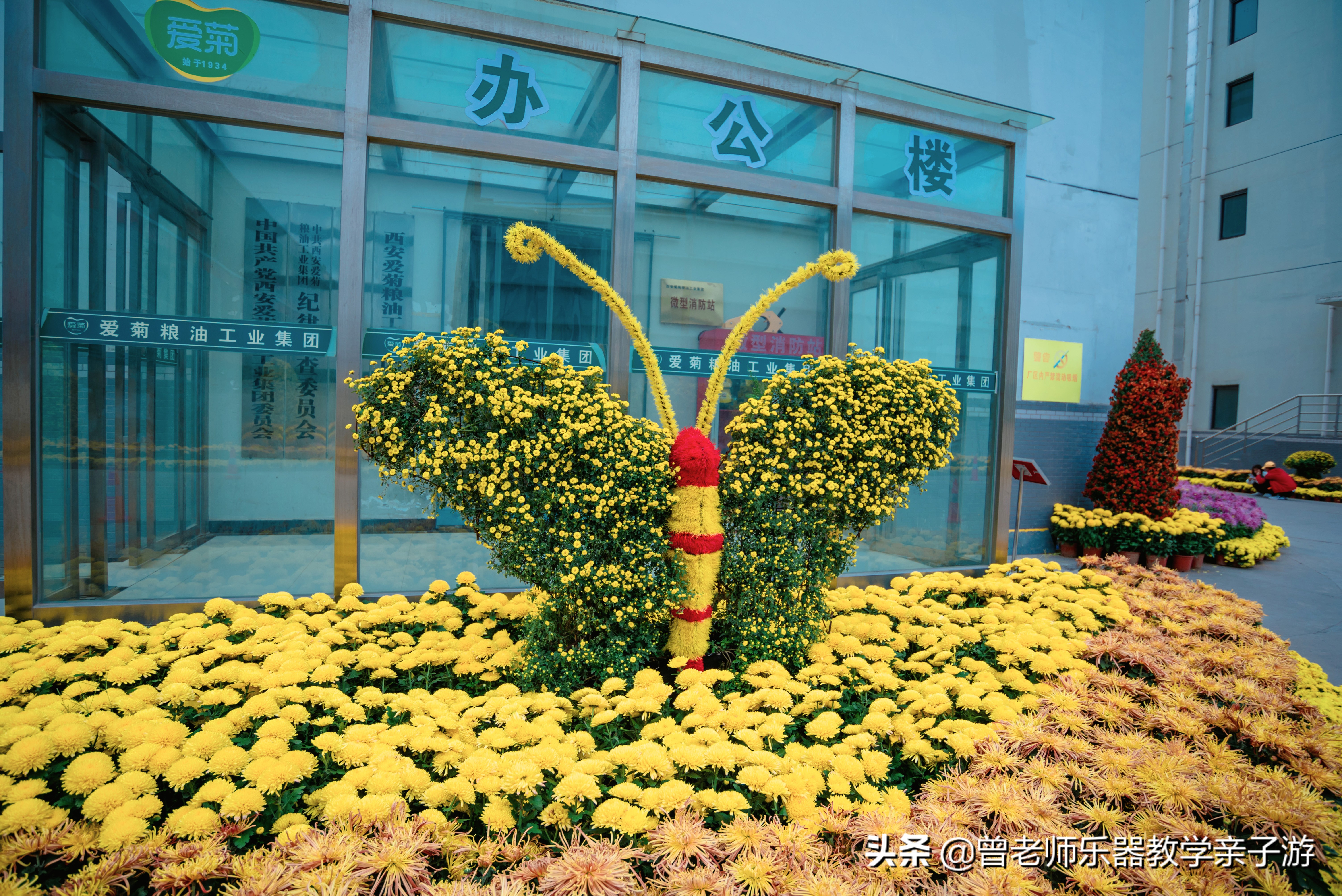 爱菊研学游,爱菊丝路文化菊花园西安