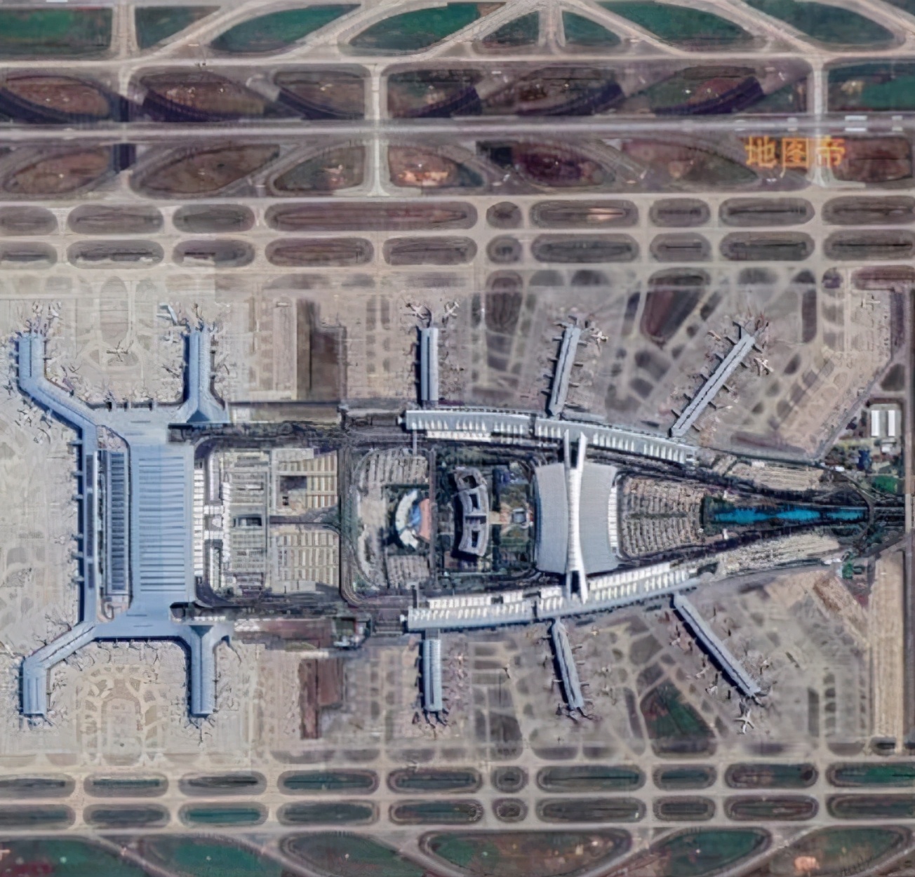 巨型蟑螂南方大蟑螂,广东巨型蟑螂和北方蟑螂对话