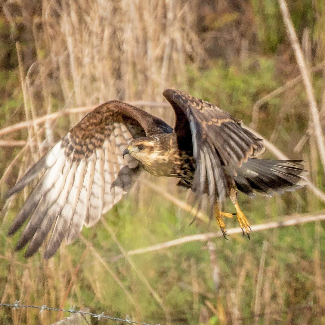 濒临灭绝的蜗牛风筝Snailkite，你知道这种鸟吗？