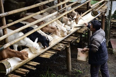 尿素真的可以喂猪吗,尿素喂的牛羊对人有什么危害