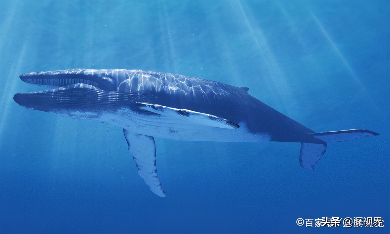 恐龙从几次大灭绝中活了下来,恐龙有没有灭绝只是进化成了鸟类