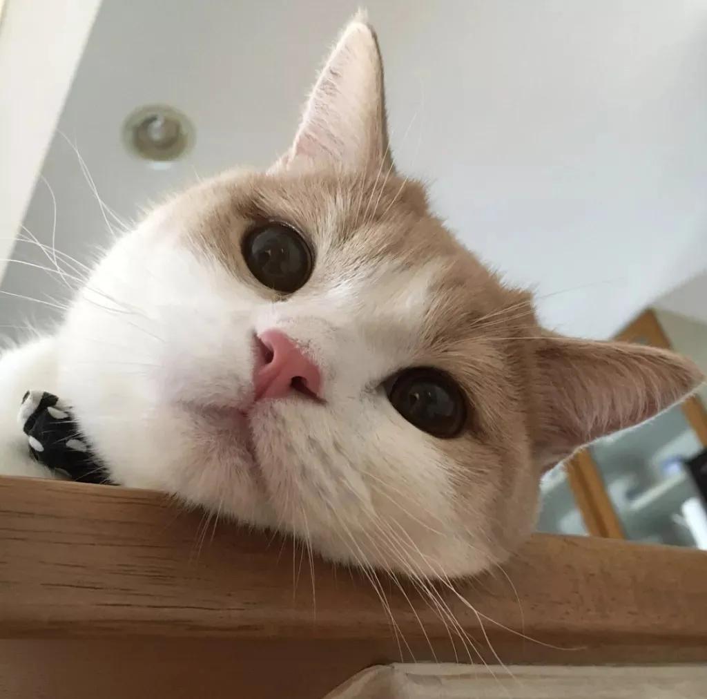 猫咪脾气不好怎么教,猫咪脾气很差怎么办