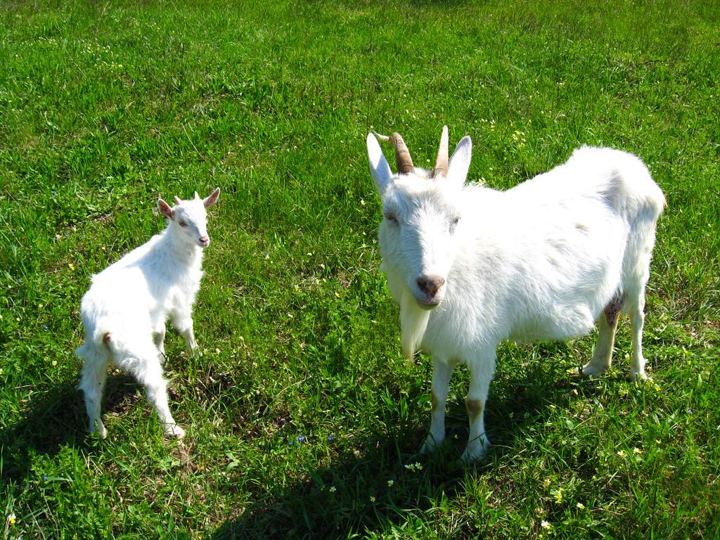 政府帮扶添信心养羊走上致富路,脱贫攻坚养羊走上致富路