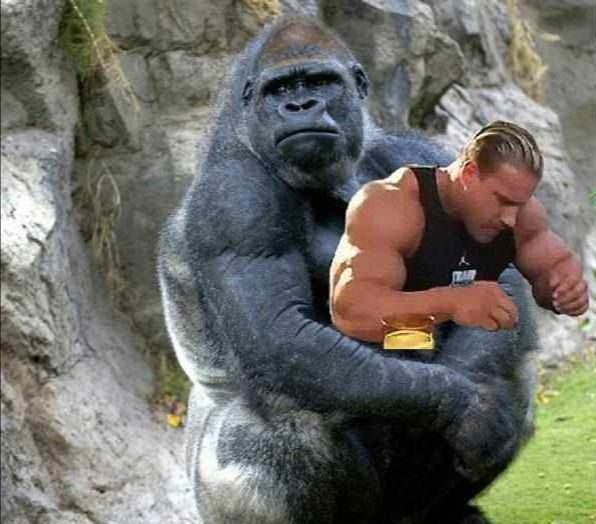 超能力银背大猩猩视频,银背大猩猩10招之内打败狮子老虎