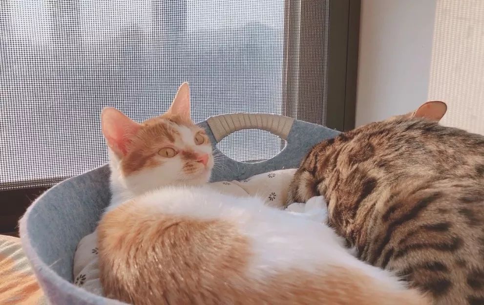 绝育针对狗有危害吗,绝育对猫猫残忍吗