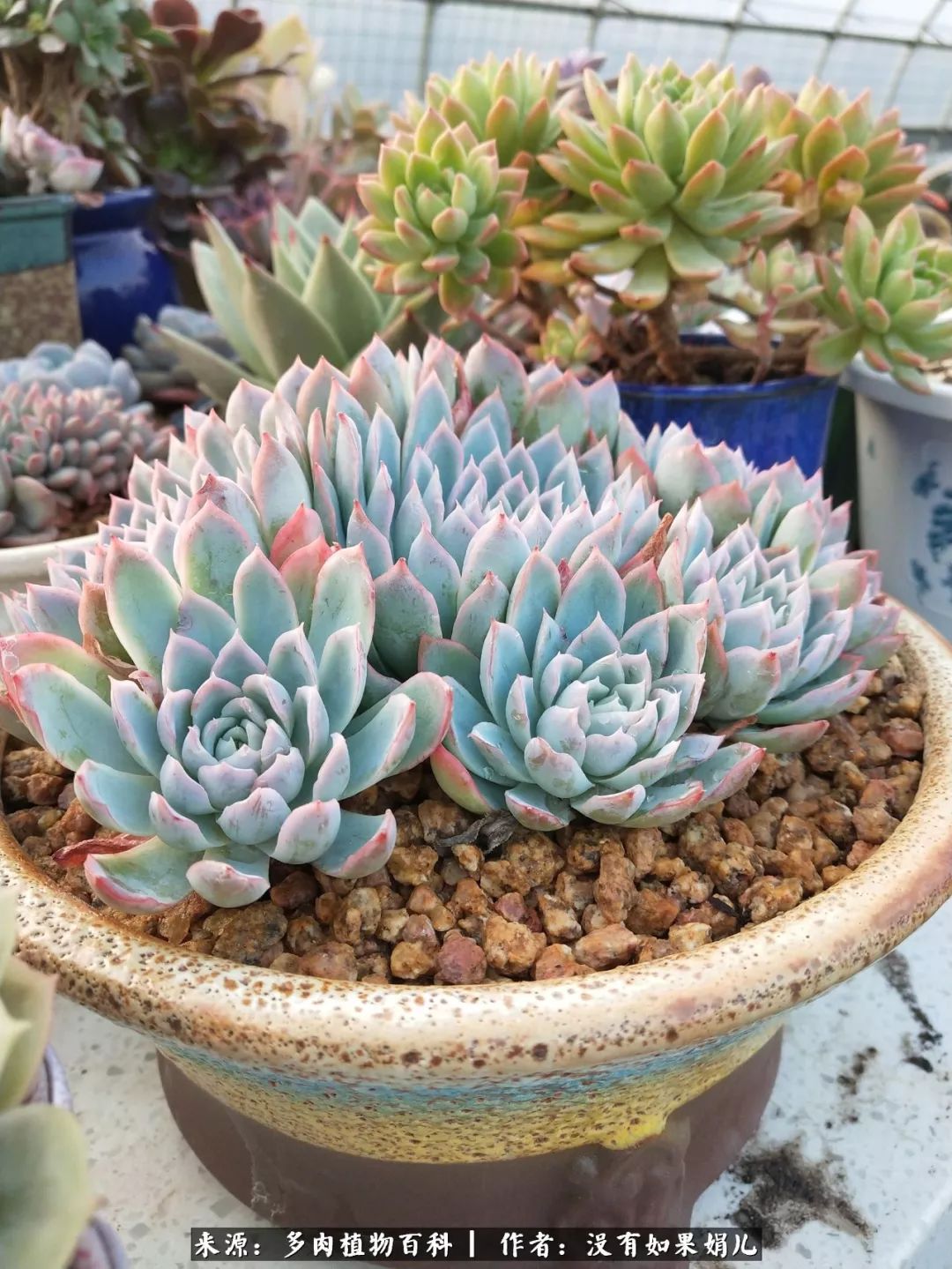 明人不说暗话，我为多肉而来！