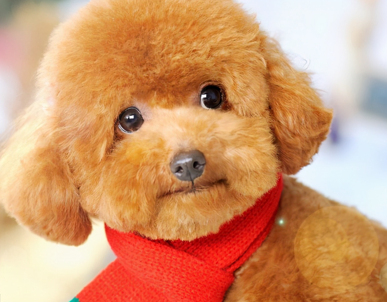 泰迪狗狗能天天吃胡萝卜吗,泰迪幼犬可以每天吃胡萝卜吗