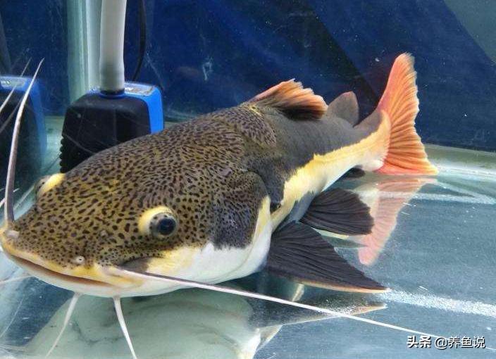 鍏讳簡楸艰繃鍚庨兘涓嶆暍鍚冮奔,鍏讳簡楸间箣鍚庝笉鎯冲悆楸间簡