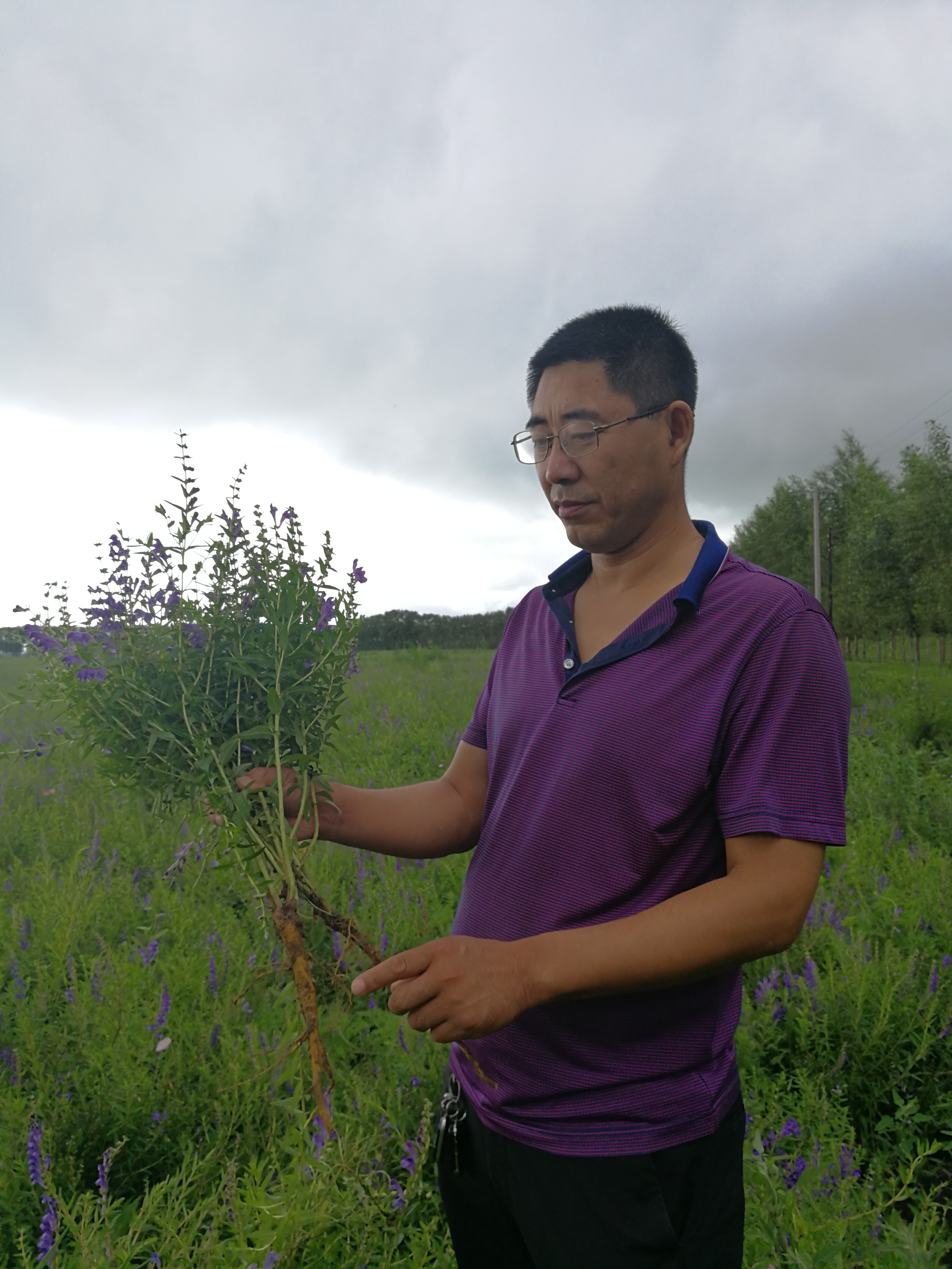 哪里有黄芩种植基地,甘肃黄芩种植基地