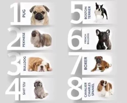 炎热夏季、爱宠如何避免中暑