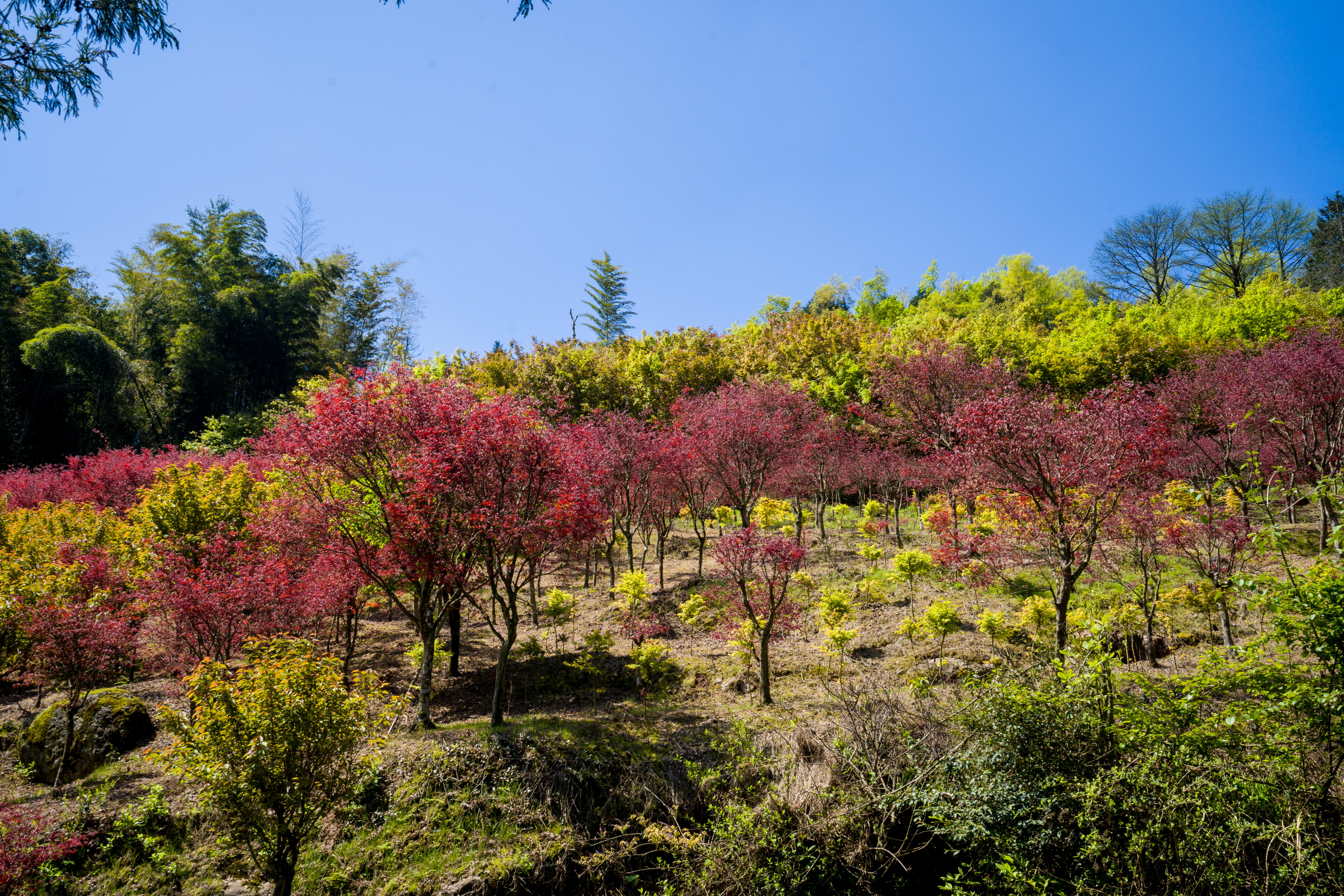 商量岗内的这家酒店，四季气候适宜居住，住客宛若身处桃花源