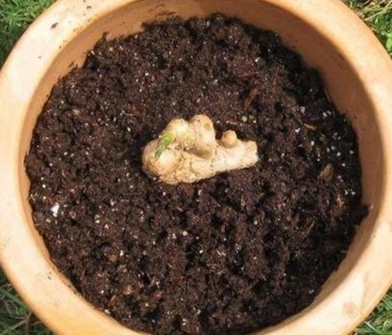 盆栽的生姜冬天要挖出来吗,削完皮的生姜可以直接放花盆里
