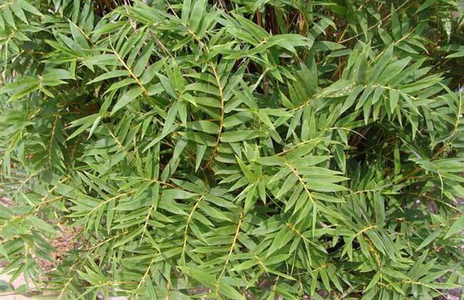 凤尾竹怎么养才会爆盆,盆栽凤尾竹怎么养