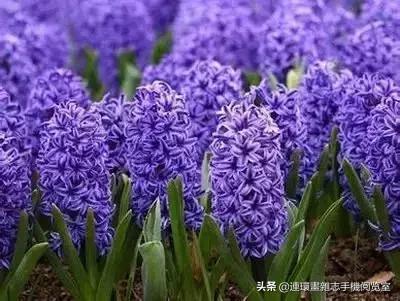 各种花的花语文案,花的花语100种