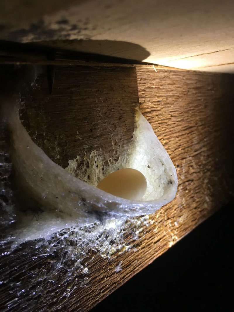 爪哇金丝燕介绍,金丝楠知识普及