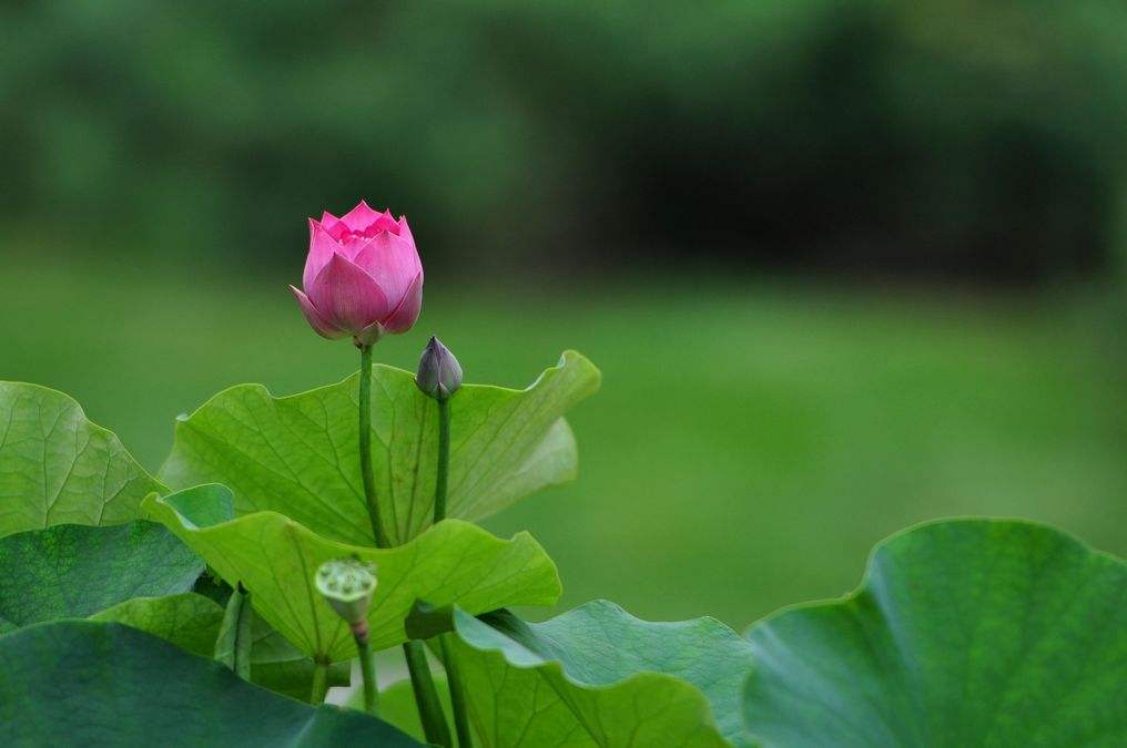 怀春之作的诗词,怀春之作的歌曲