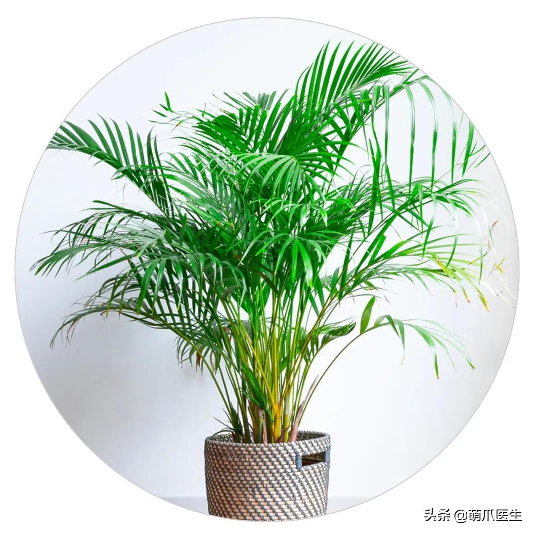 养了猫还可以养兔子吗,养了猫还适合养鹦鹉吗