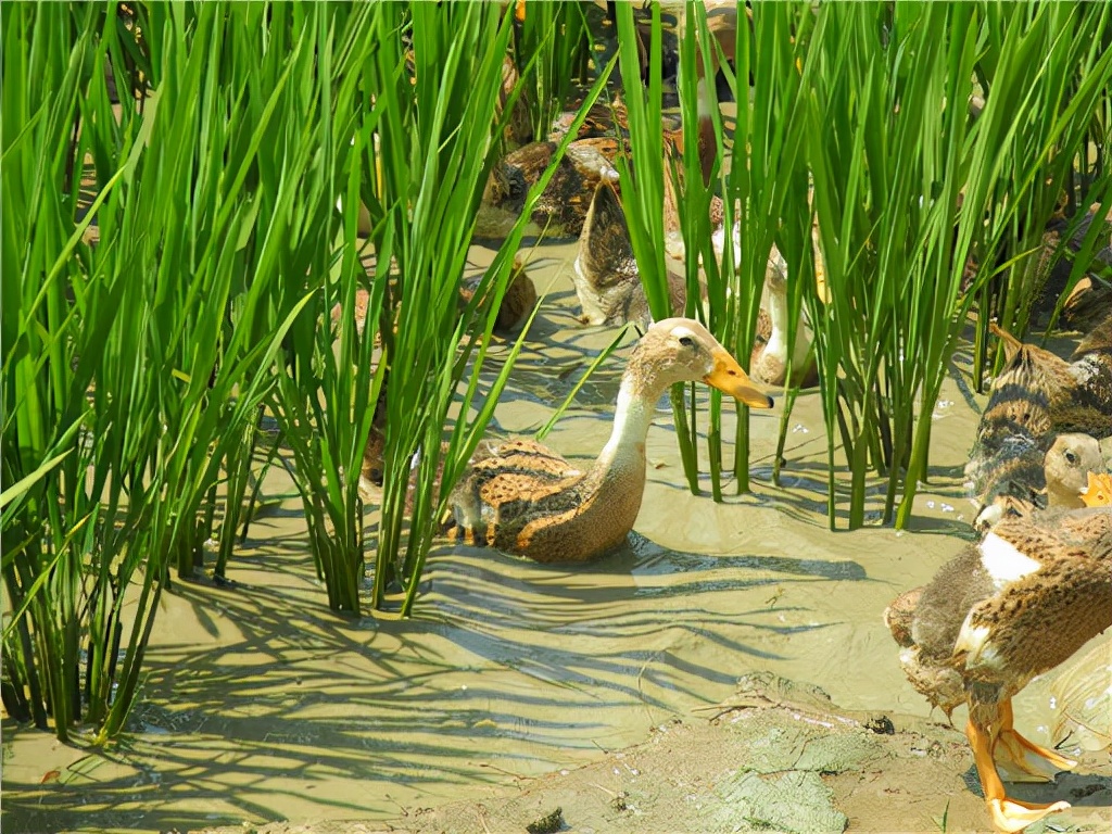 我国是怎么治蝗虫的,为什么治理蝗虫很重要