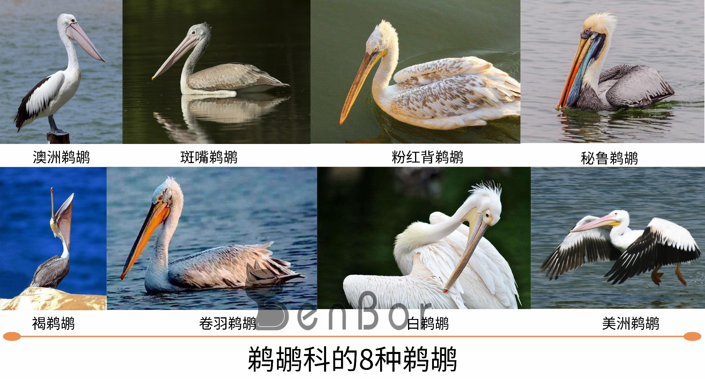 看起来威武霸气，其实比谁都嘴欠，带你了解鹈鹕的生活