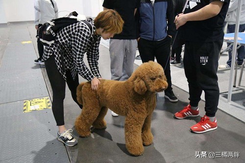 养宠案例分享,巨贵泰迪食量可大可小