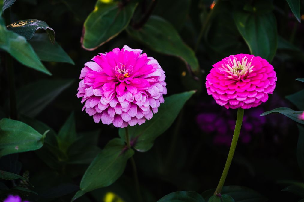 她是滔滔千里黄河的宠儿,阴山之下、河套之上的掌上明珠