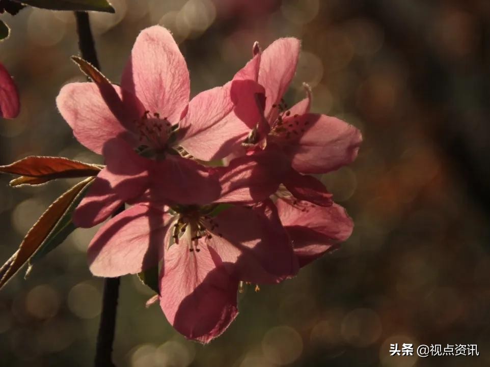 彩色的梦书法家,彩色的梦清华附小