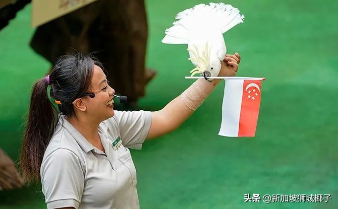 新加坡国庆节怎么玩,新加坡国庆节活动