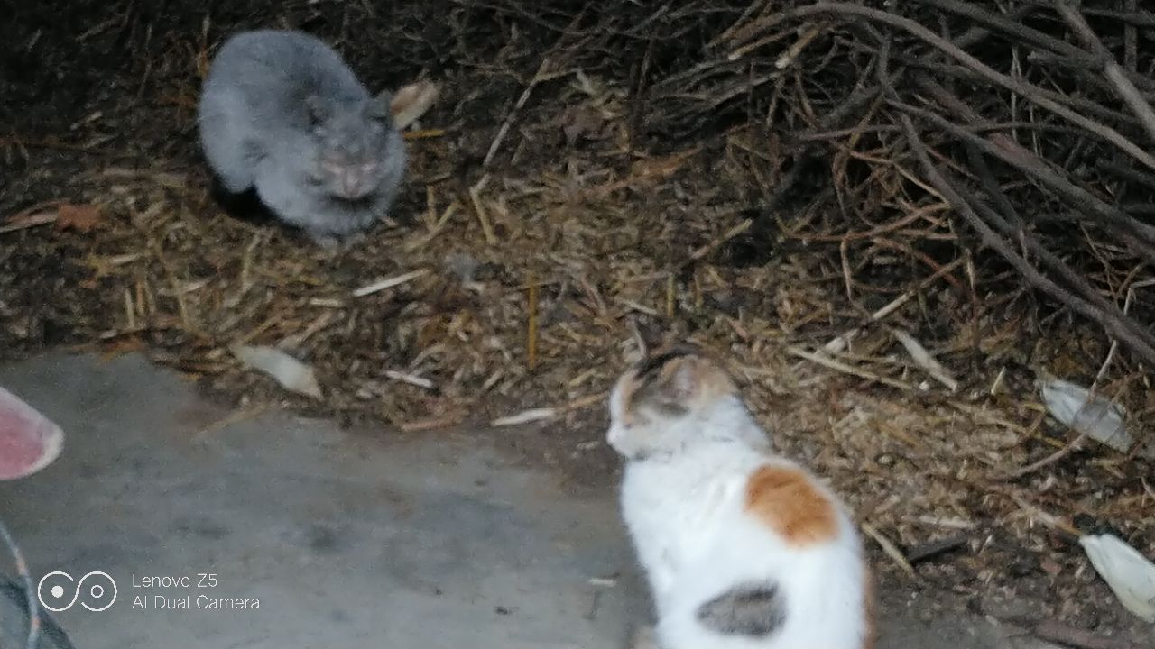 儿子把老爸的文玩核桃砸了,熊孩子弄坏文玩核桃