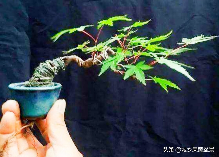 三十多年经验教你制作掌上树桩盆景，形态小巧，造型玲珑别致