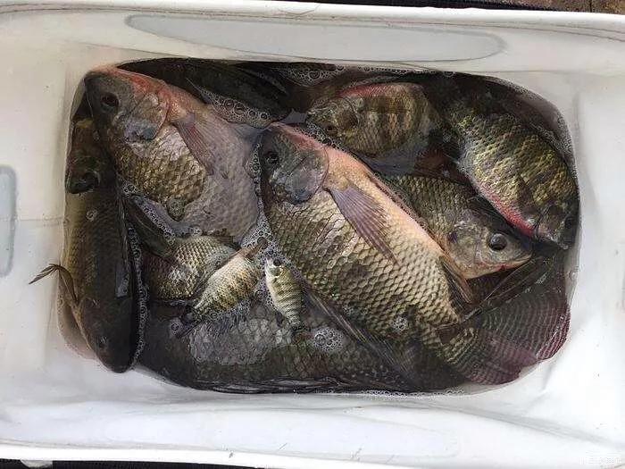 淡水鱼和罗非鱼有什么区别,罗非鱼是海里鱼还是淡水鱼