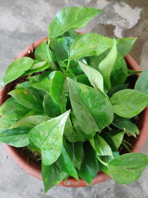 绿萝的生长过程有黄叶正常吗,绿萝黄叶的正确方法