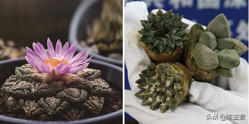 十大最贵法师多肉排行榜,玉露多肉最贵多少钱一棵