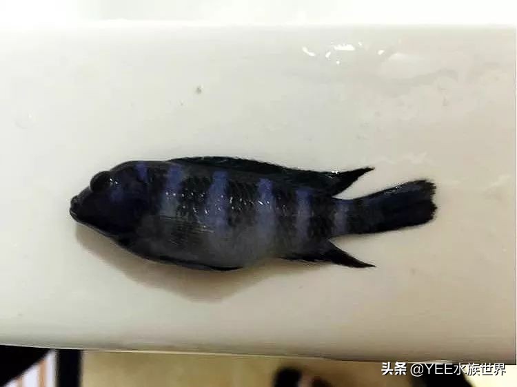 慈鲷太凶不想养了,养慈鲷注意事项