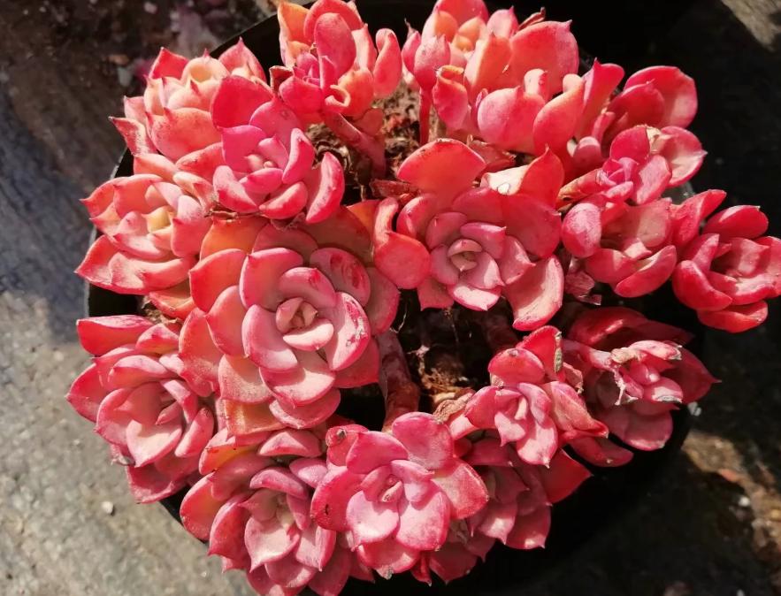 多肉养出状态来有多美？这102种多肉控养上色之后美呆了