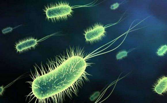 《易经》离卦养鱼——硝化细菌，建立鱼缸生态系统。