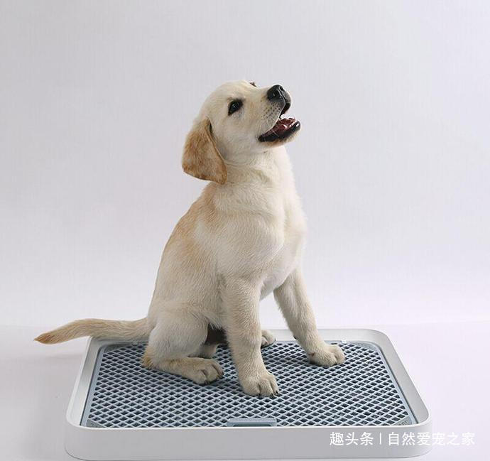 怎么能让狗狗在家不到处尿,如何帮助狗狗建立正确的排便习惯