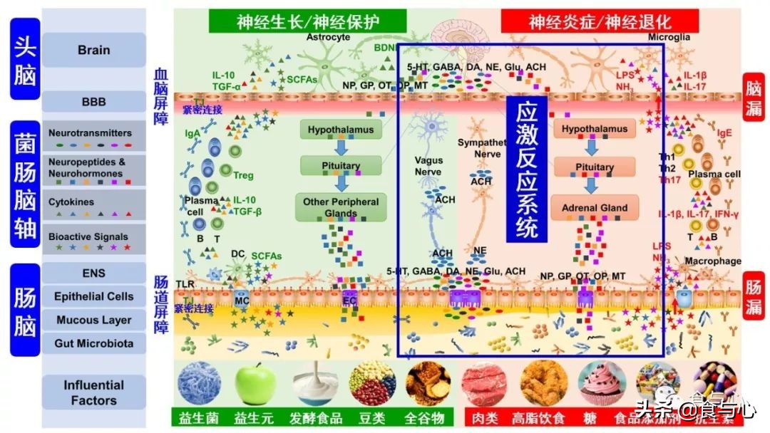 肠漏综合征的五大危害,肠瘘是一切病的根源
