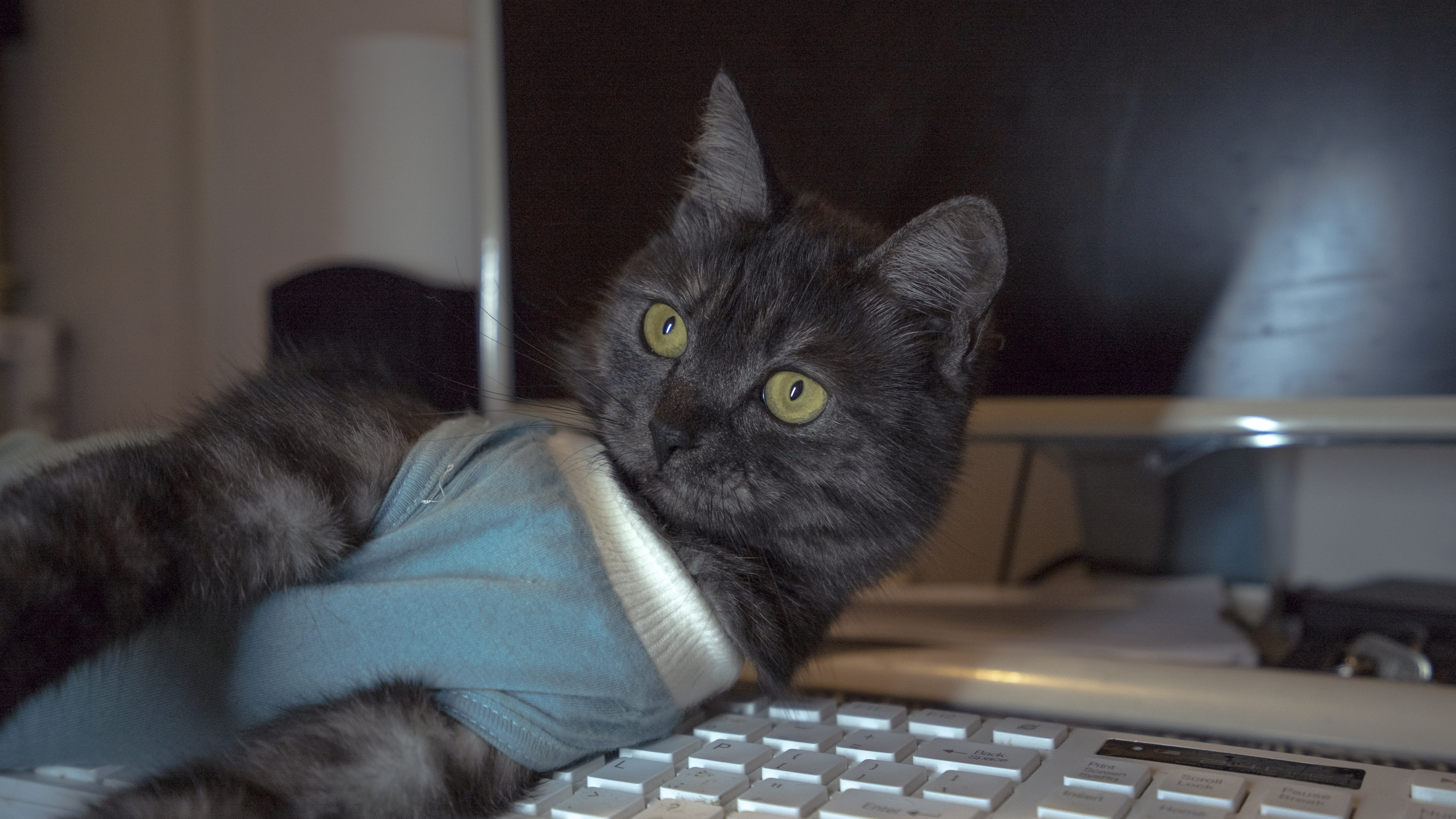 排名前十的国外猫粮,比较好的国外猫粮