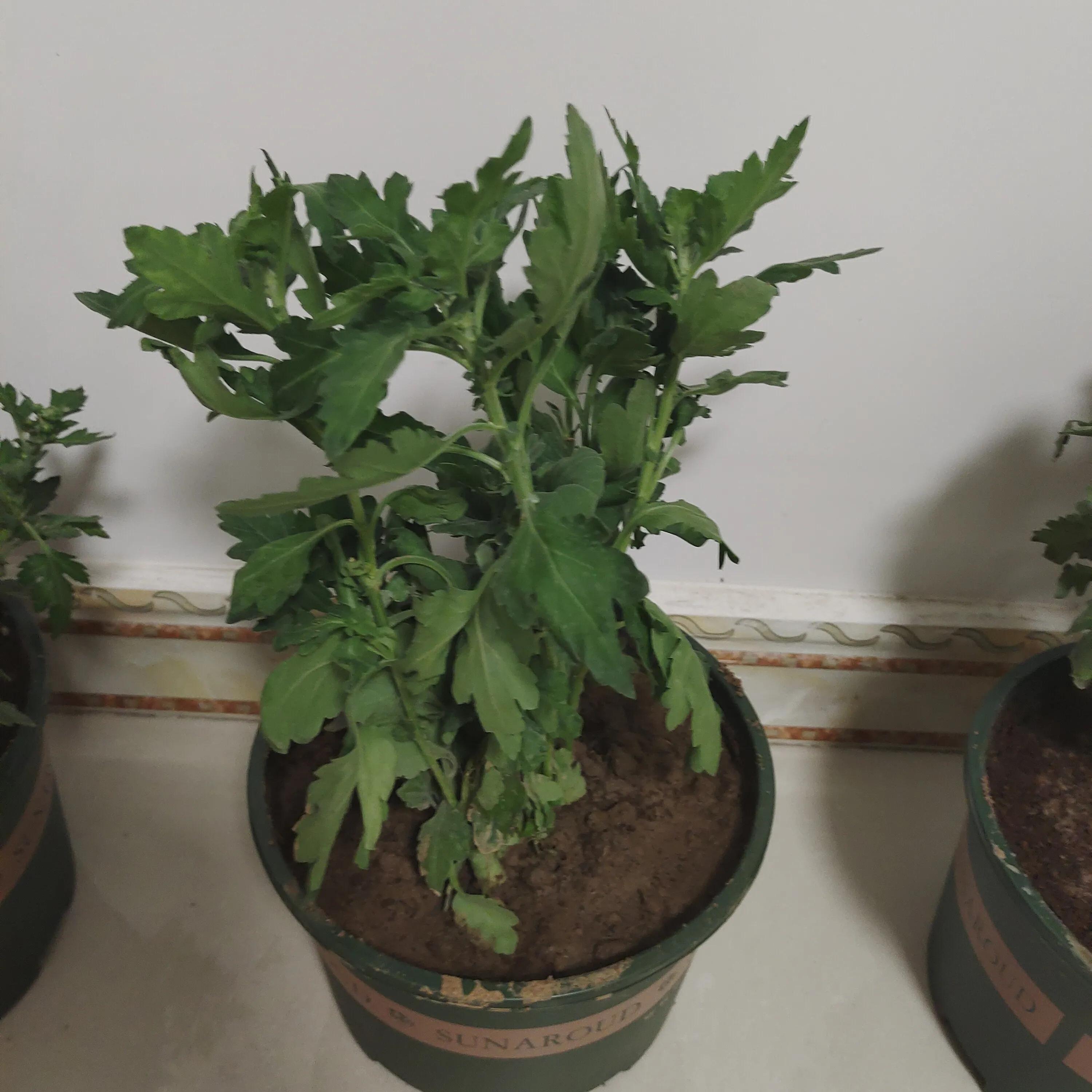 拼多多1元菊花苗,拼多多菊花花苗哪家强