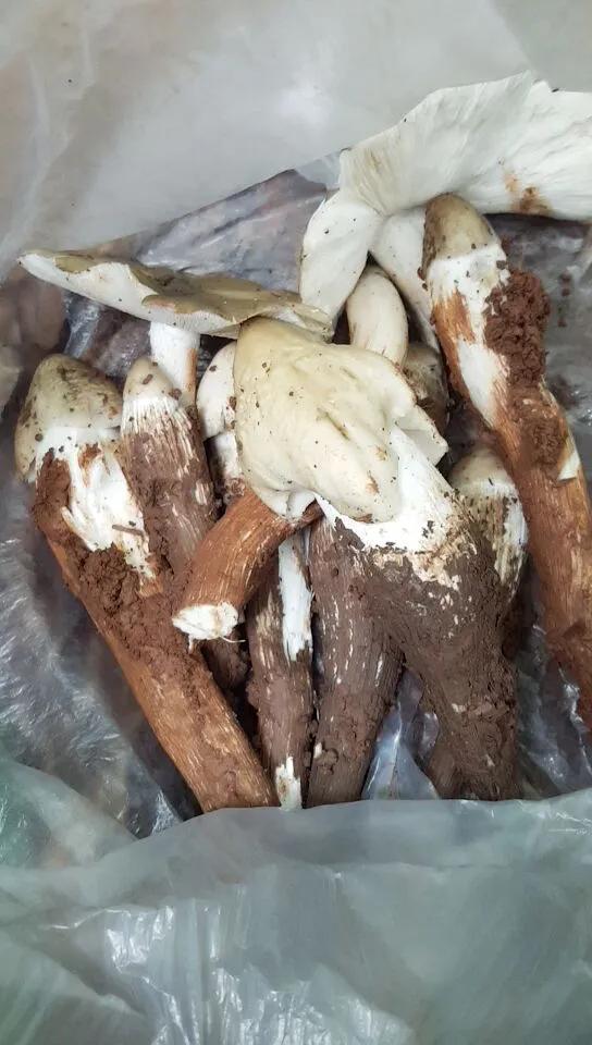 鸡枞菌菇,野生鸡枞