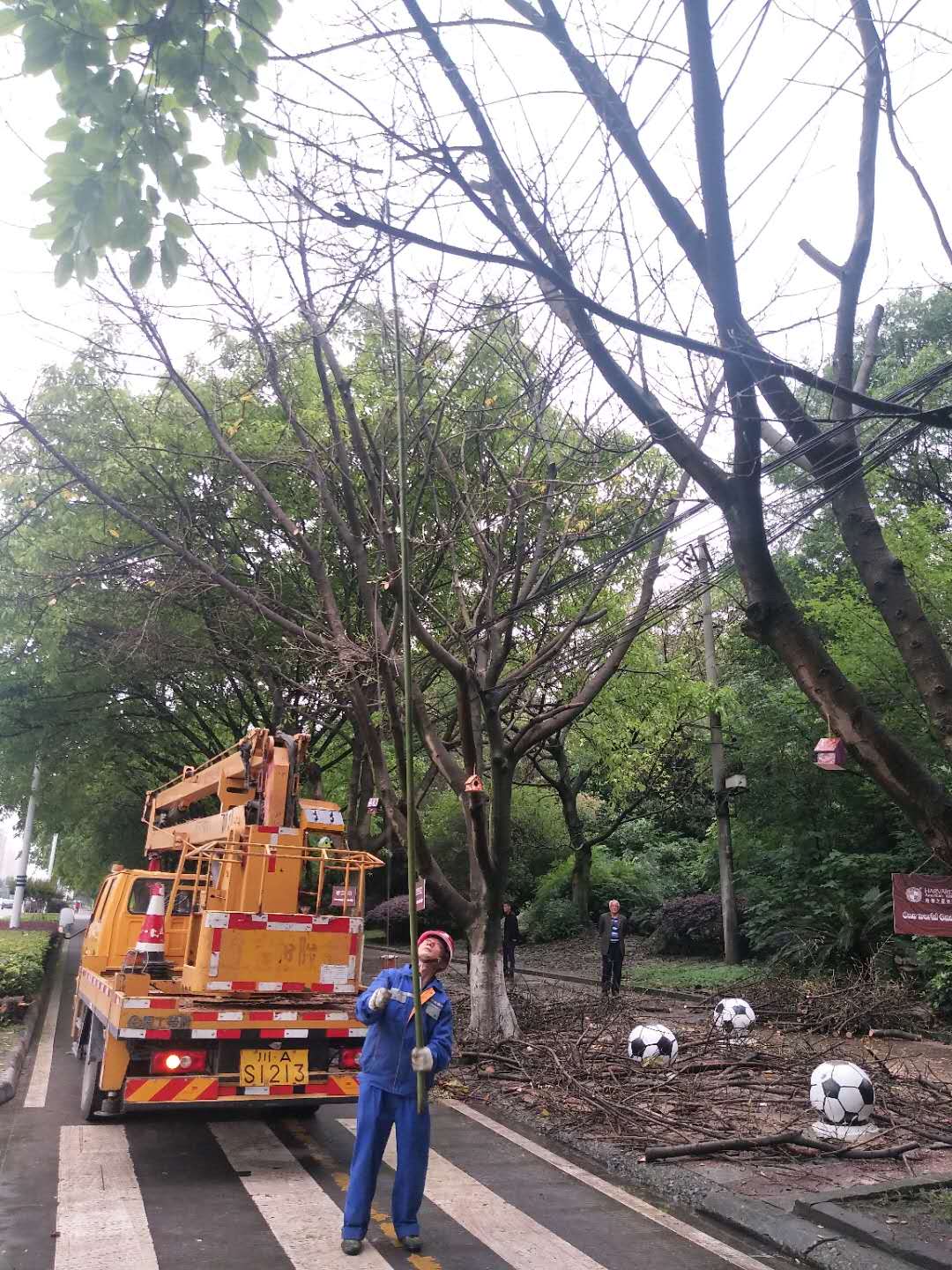 行道树“美容”、鲜花环绕.....双流的街道，你变了！