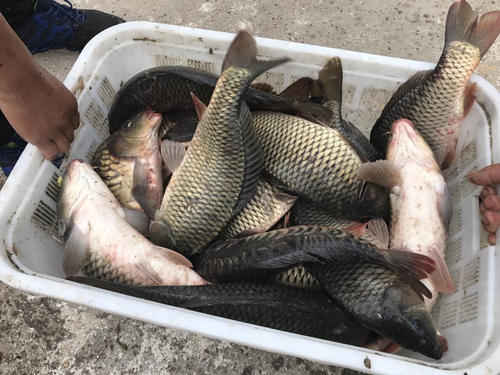 冬天最灵敏的母子双铅钓法,子母双铅钓法