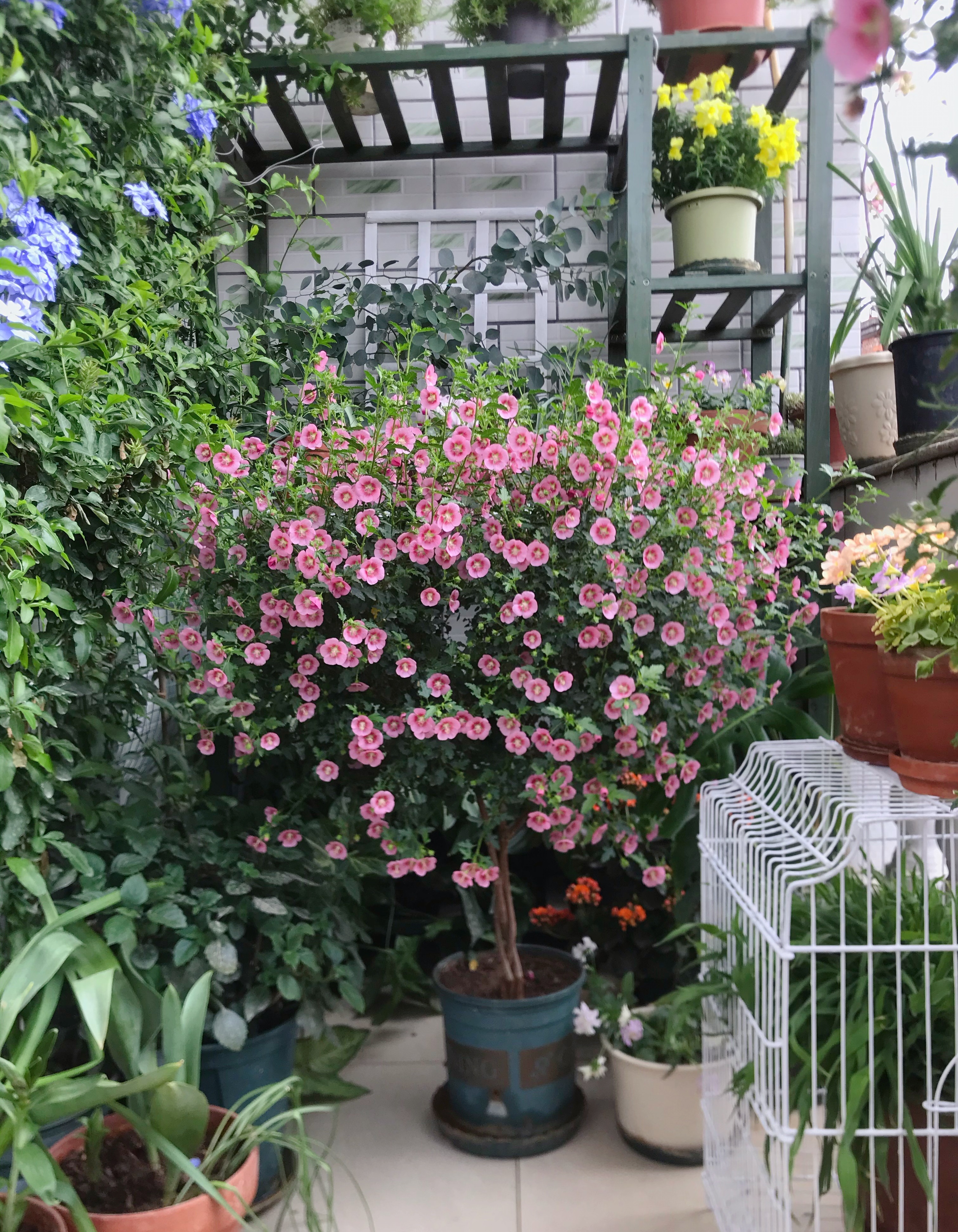 春天养玛格丽特菊花,春天养一盆草花