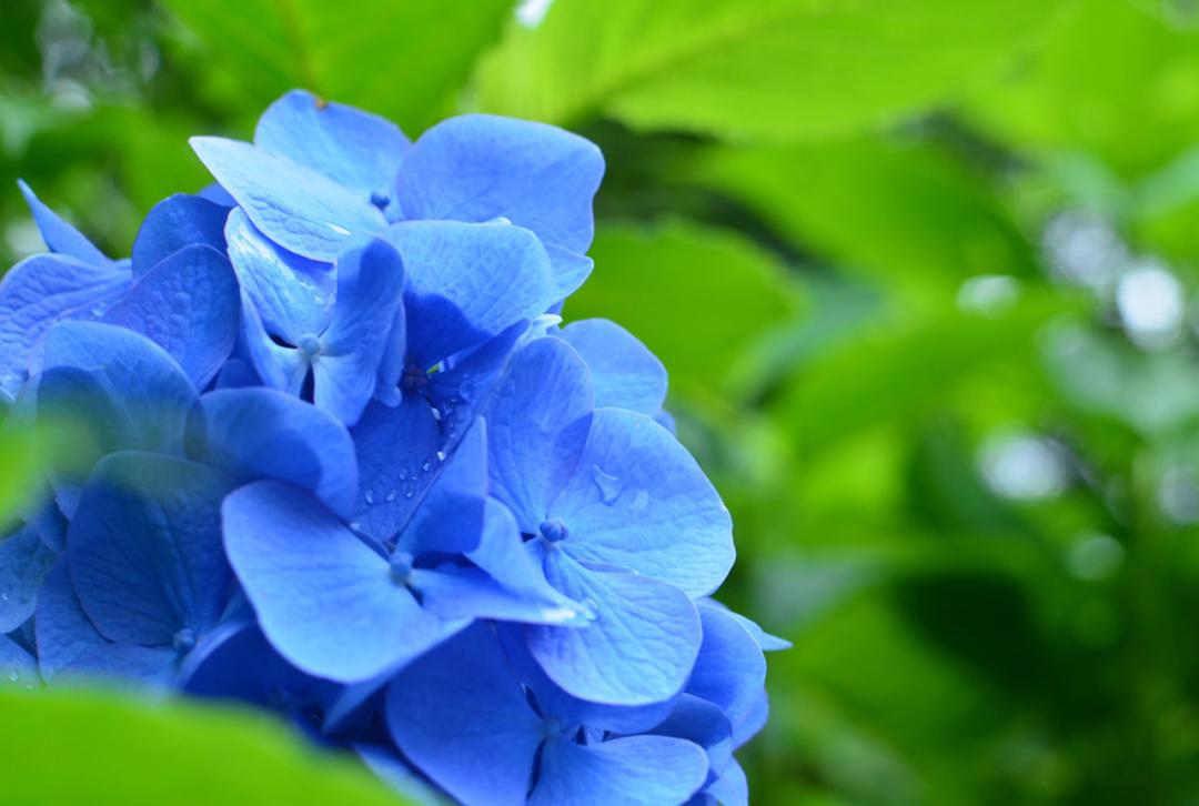 日本最新双层巴士旅游,日本的豪华巴士