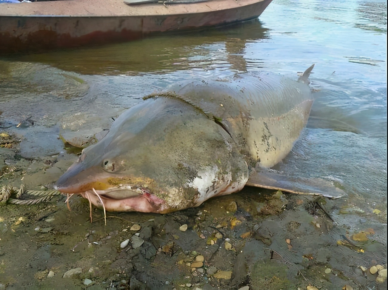 意外捕捞野生达氏鳇,达氏鳇能活多少年
