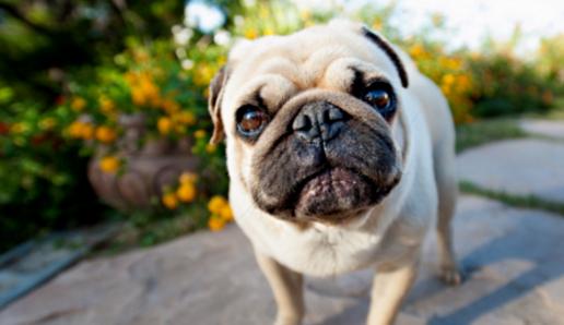 山地犬狗狗的品种,常见的狗狗品种大全