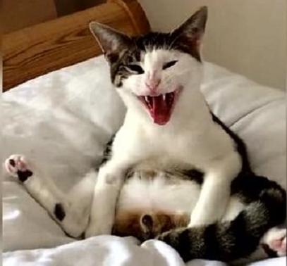 猫咪绝育后照顾事项,猫咪绝育后的7点照顾